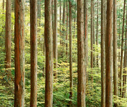 森林イメージ